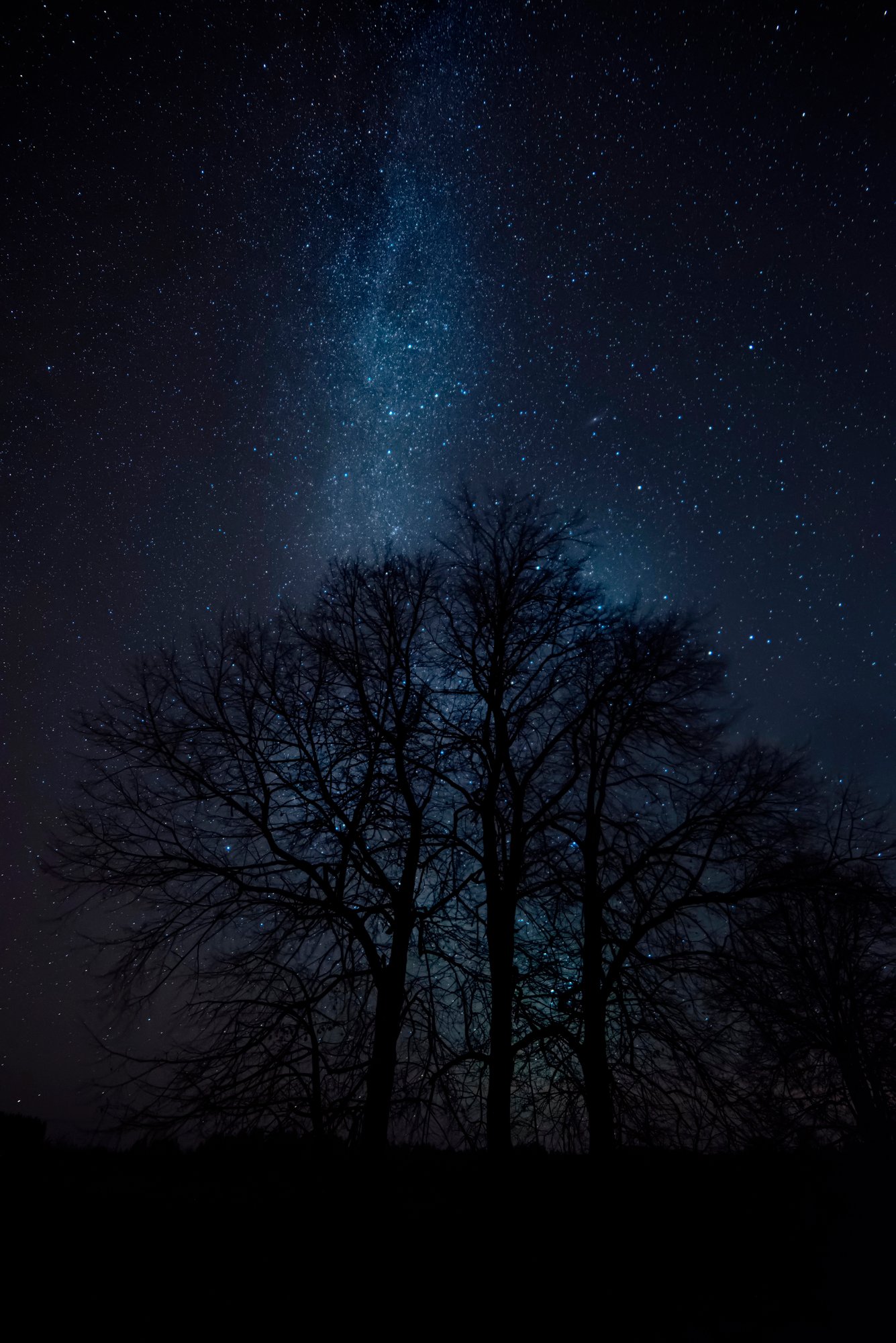 Bare trees silhouetted against a dark, moonless starry night sky