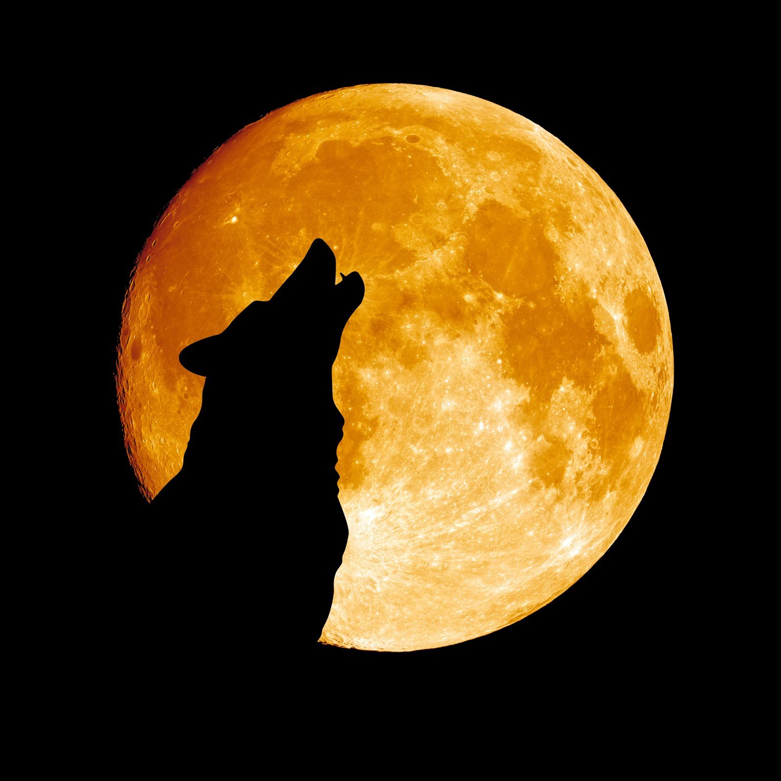 Silhouette of a howling wolf against a huge orange full moon